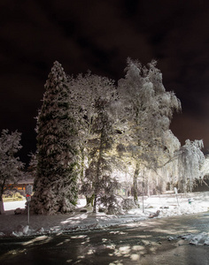 冬雪公园小巷夜灯景观。冬季城市公园景观中的冬雪夜灯