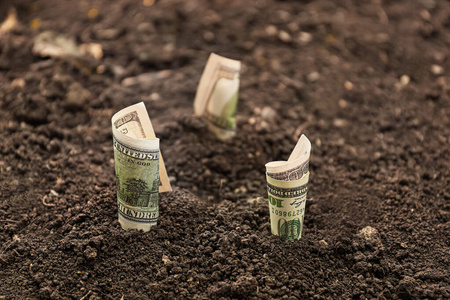土壤中生长的美元。利润概念