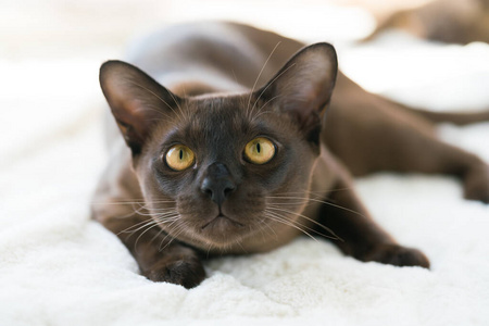 棕色缅甸小猫躺在家里的白色毯子上