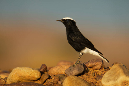 白冠水芹-白背天牛黑白相间的鸟在从撒哈拉沙漠和阿拉伯半岛到伊拉克