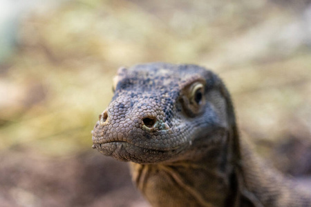 德国法兰克福动物园里一只鬣蜥的特写镜头