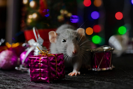 圣诞老鼠象征着2020年的新年。鼠年。2020年春节。圣诞玩具，博克