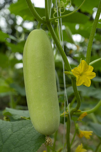 Close up of cucumber flower. 