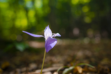草地 自然 花园 春天 紫罗兰 季节 特写镜头 颜色 紫色