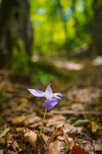 颜色 紫罗兰 植物学 花园 自然 季节 公园 森林 花的