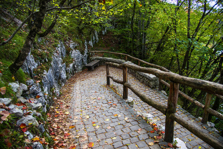 自然 颜色 公园 风景 木材 秋天 美女 森林 旅行 克罗地亚