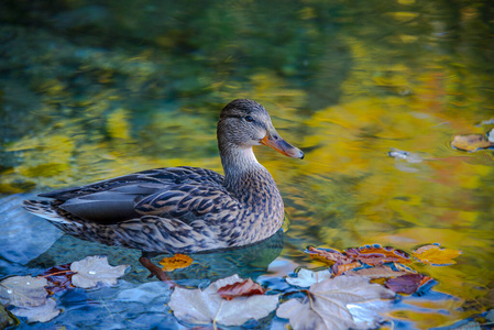 风景 池塘 反射 秋天 美女 鸭子 旅行 森林 木材 自然