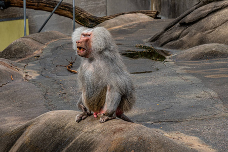 德国法兰克福动物园里一只狒狒猴子的特写镜头