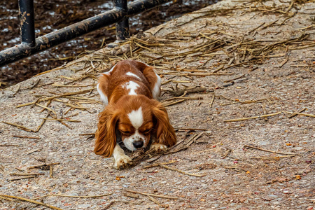 美国宾夕法尼亚州兰开斯特农场内的阿米什乡村谷仓小狗