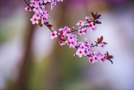 生态学 风景 自然 花儿 环境 自由 外部 季节 旅行