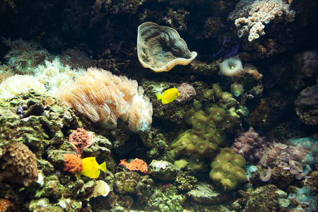 水下 水族馆 淡水 颜色 坦克 动物 鱼类 生活 珊瑚 金鱼