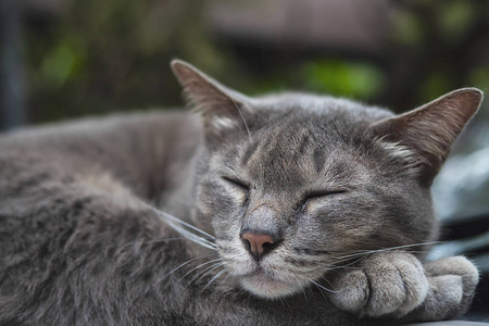 肖像 睡觉 爪子 猫科动物 漂亮的 基蒂 动物 头发 放松