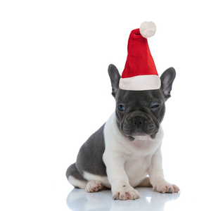Cool French bulldog puppy lwearing santa claus hat is winking 