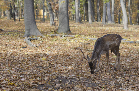 美丽的 动物 鹿角 自然 森林 巴克 小鹿 旅行 狩猎 落下