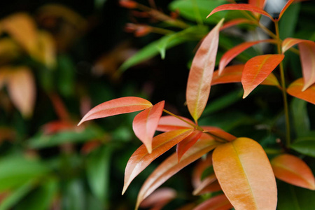 特写镜头 植物学 生长 环境 森林 美丽的 春天 纹理 树叶