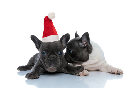 Two santa claus  French bulldog puppies kissing and sniffing 