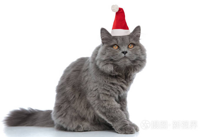 可爱的圣诞英国长毛猫灰色皮毛坐着看