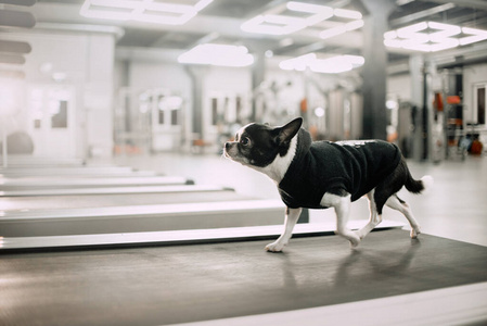 吉娃娃狗在健身房的跑步机上图片