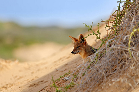 沙漠里的野生动物图片