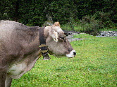牧场上有铃铛的奶牛