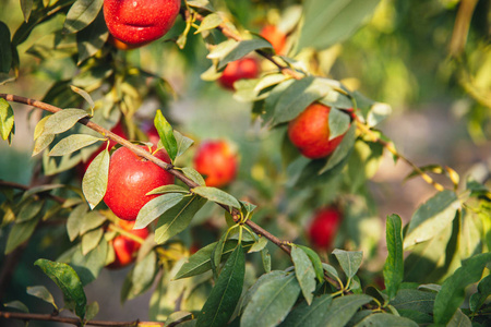 农场 营养 水果 维生素 颜色 油桃 美味的 甜的 桃子