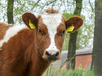 存货员red pied heifer calf, baby calf, looking at the camera