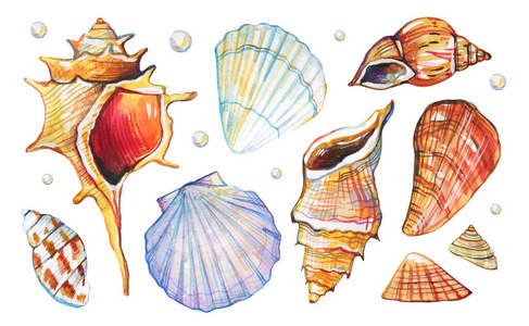 一套不同类型的彩色贝壳.手绘水彩插图照片