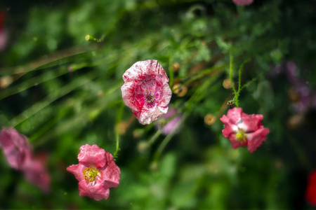 粉红色 夏天 模糊 前景 颜色 花园