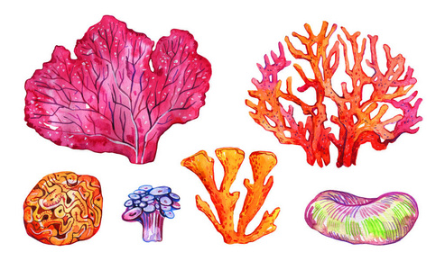 一套不同颜色的珊瑚.手绘水彩插图照片