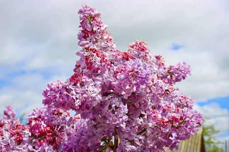 鲜艳的紫色花，装饰性丁香。大团的blo