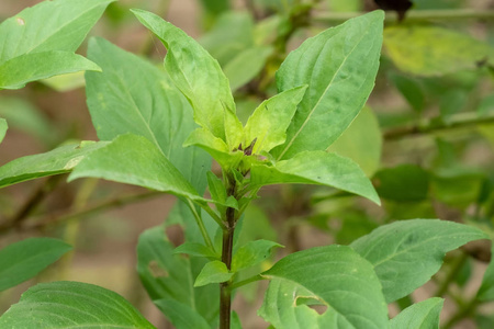 草本植物 健康 生态学 自然 花园 风味 植物 农业 食物