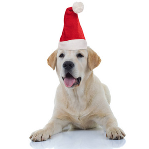 santa claus labrador retriever is panting 