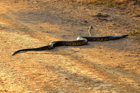 蛇巴西彩虹博尔图片