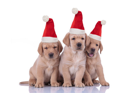 三只小拉布拉多猎犬戴着圣诞老人的帽子