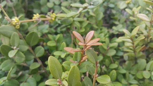 Closeup view of green leaves in the spring season. 