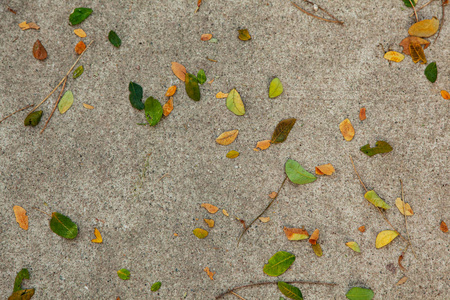 自然 季节 植物 美丽的 秋天 颜色 树叶 沥青 纹理