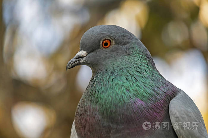 空气 城市 航班 鸟类学 翅膀 美女 绘画 天空 动物群