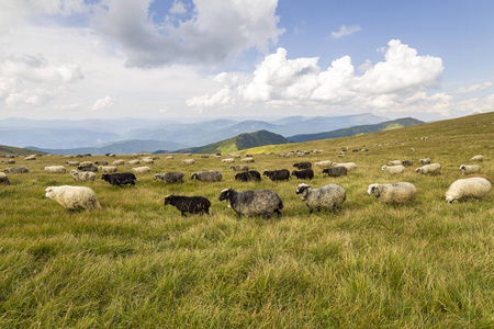 一群在青山牧场上吃草的农场绵羊。