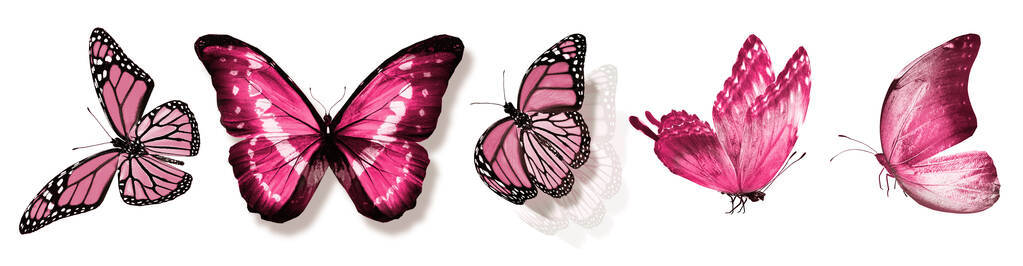 蝴蝶 颜色 环境 飞蛾 飞行 君主 昆虫 生物学 美丽的