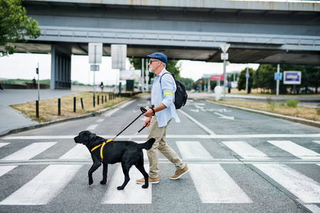 盲人成年男子带着导盲犬过马路盲人成年男子带着导盲犬过马路盲人成年