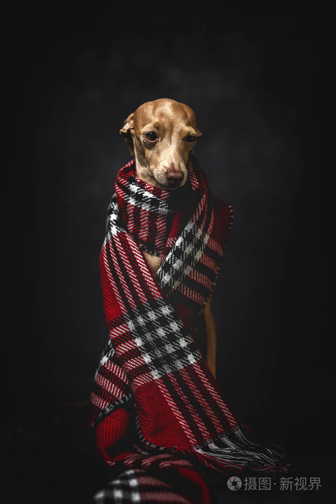 红格子围巾搞笑狗