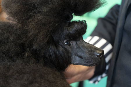 贵宾犬美容院图片