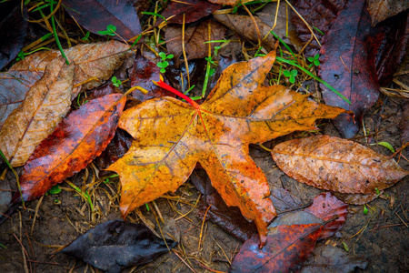 地上湿淋淋的秋叶