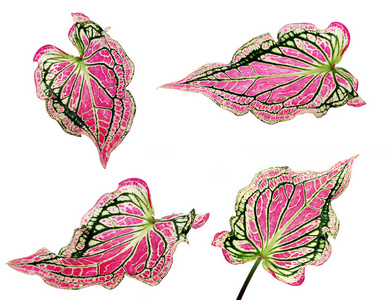 花园 亲爱的 树叶 颜色 特写镜头 植物区系 植物学 纹理