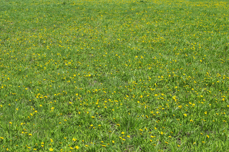 美丽的年轻女子躺在草地上,吹着蒲公英.户外.享受大自然吧.