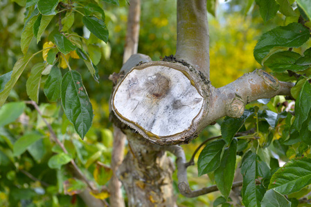 修剪的苹果树图片