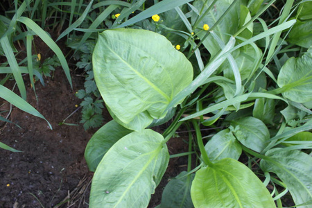 季节 美丽的 夏天 环境 露水 生长 植物区系 纹理 自然