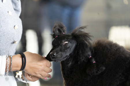 贵宾犬美容院图片