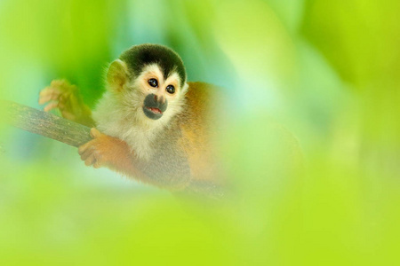 Monkey in the tropic forest vegetation. Animal, long tail in tro