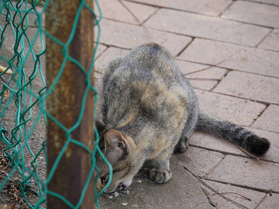 猫科动物 艺术 乐趣 头发 肖像 美丽的 爪子 野生动物